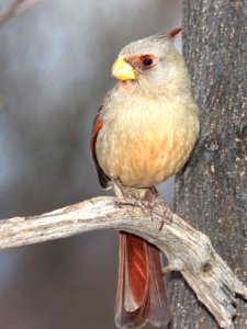 917 - PYRRHULOXIA (3-20-2010) hereford, cochise co, az -01 (1)