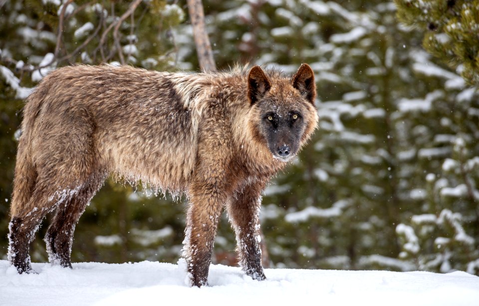 Wolf