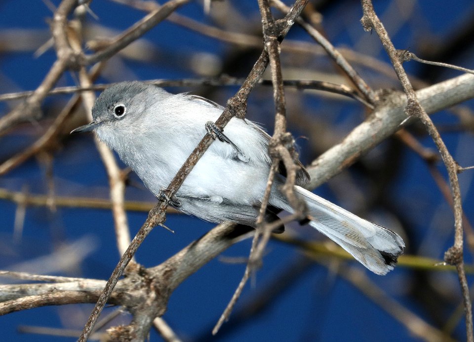 704 - BLACK-CAPPED GNATCATCHER (2-2-2017) bird 2, patagonia lake, santa cruz co, az -01