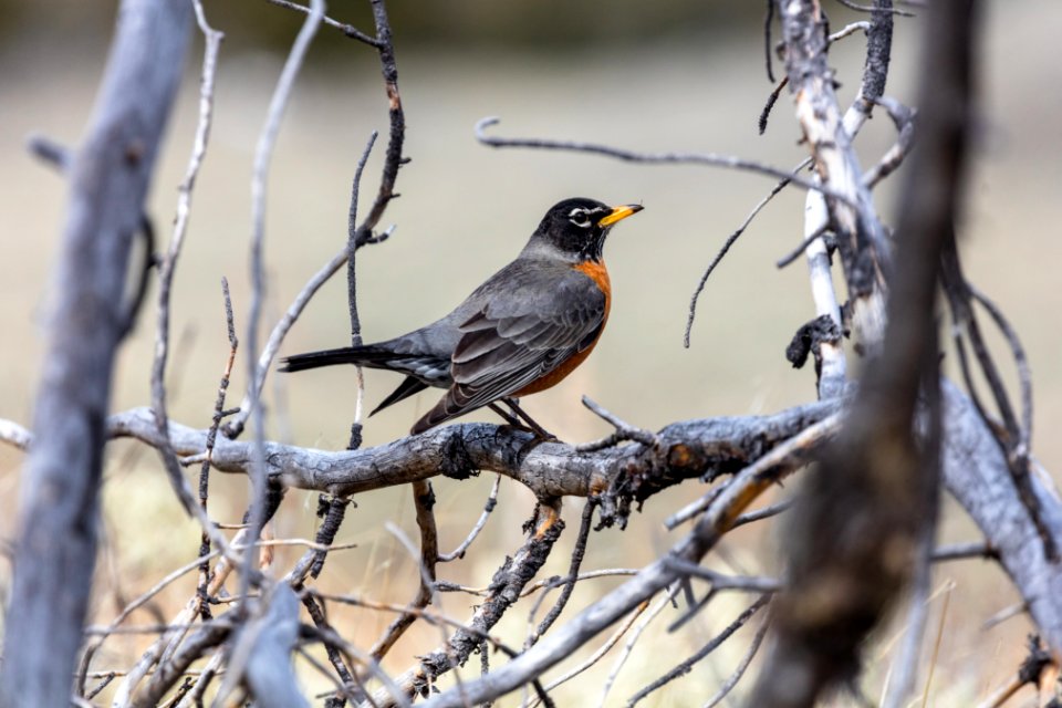 American Robin - Turdus migratorius