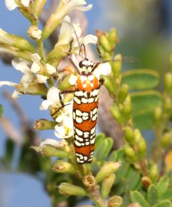 MOTH, AILANTHUS WEBWORM (Atteva punctella) (11-2-2020) falcon lake, starr co, tx-01