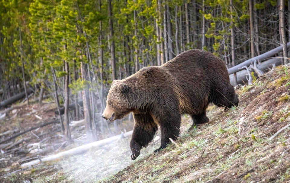 Grizzly bear on a cold morning with breath showing
