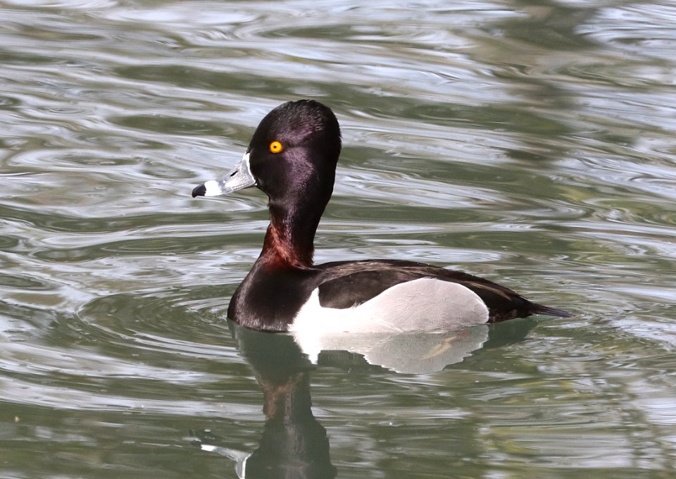 043 - RING-NECKED DUCK (3-6-2018) phoenix, maricopa co, az -02