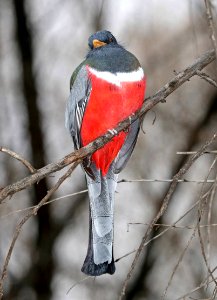 514 - ELEGANT TROGON (12-19-2015) Nogales CBC, male, patagonia lake, santa cruz co, az -08