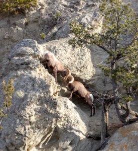 Bighorn sheep on Mt. Everts