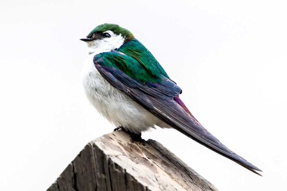 Violet-green swallow - Tachycineta thalassina