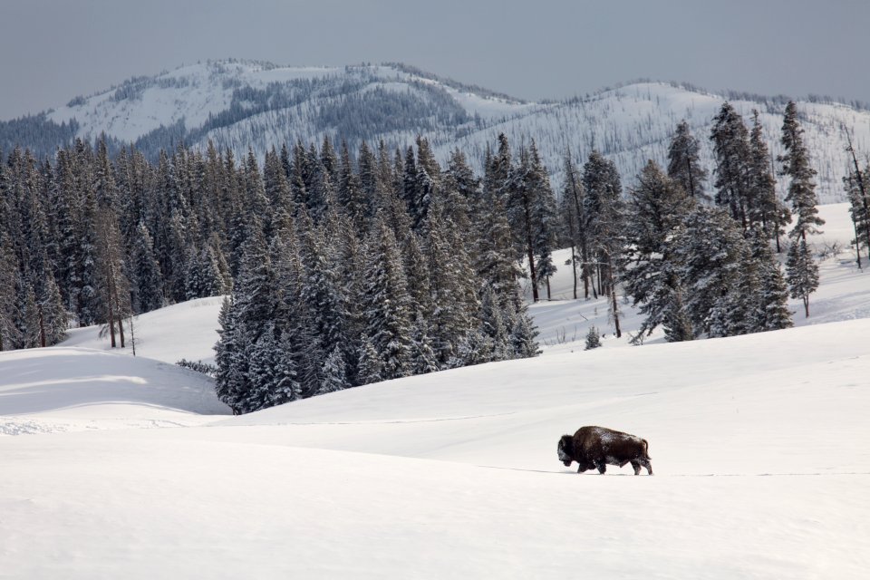 Bull bison, Blacktail Deer Plateau