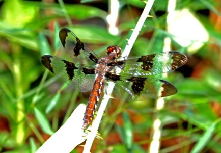 WHITE-TAIL, COMMON (Plathemis lydia) (6-15-2017) female, weymouth woods sandhills preserve, richmond co, nc -02