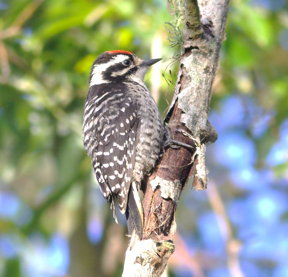 WOODPECKER, NUTTALL'S (6-9-08) oso flaco lake, san luis obispo co, ca -1