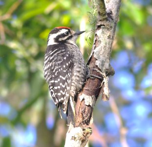WOODPECKER, NUTTALL'S (6-9-08) oso flaco lake, san luis obispo co, ca -1
