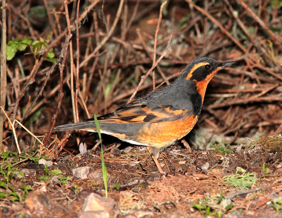 758 -VARIED THRUSH (12-30-2014) montana de oro c g, slo co, ca -01