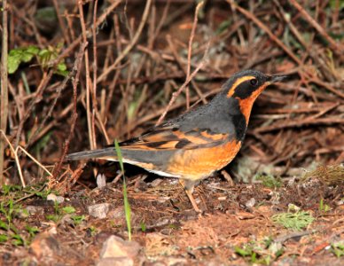 758 -VARIED THRUSH (12-30-2014) montana de oro c g, slo co, ca -01