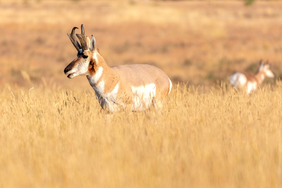 Pronghorn buck near Roosevelt Arch