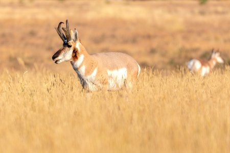 Pronghorn buck near Roosevelt Arch