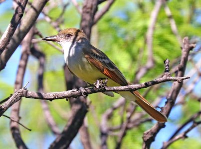 594 - BROWN-CRESTED FLYCATCHER (5-2-2020) san pedro river n of rte 90, cochise co, az -02