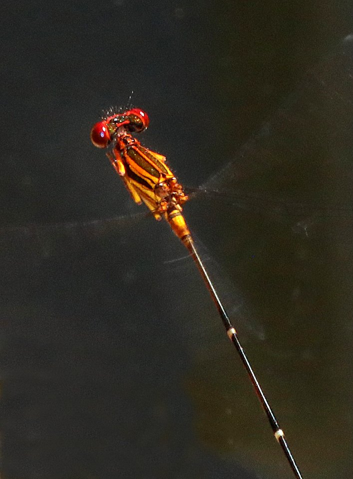 ORANGE-STRIPED THREADTAIL (Protoneura cara) (9-30-2020) pena blanca lake, santa cruz co, az -21 male