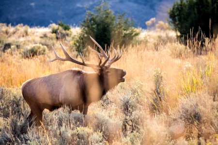 Bull elk bugling, Mammoth Hot Springs