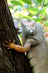 GREEN IGUANA (Iguana iguana) (1-3-2020) key west, florida -02