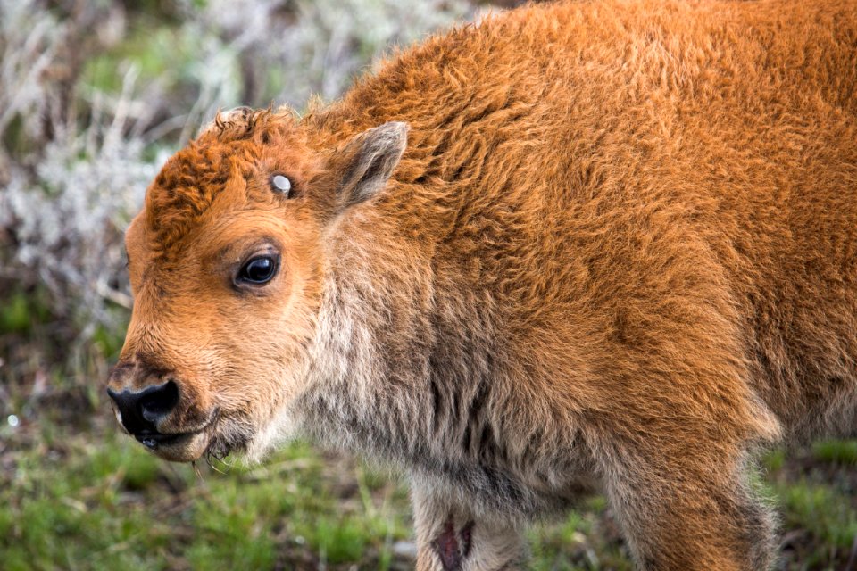 Bison calf