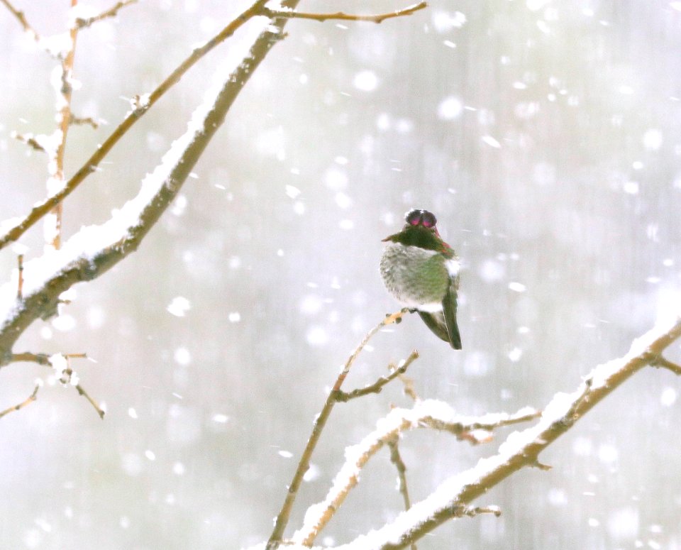ANNA'S HUM,MINGBIRD (12-29-2018) cochise co, az -02