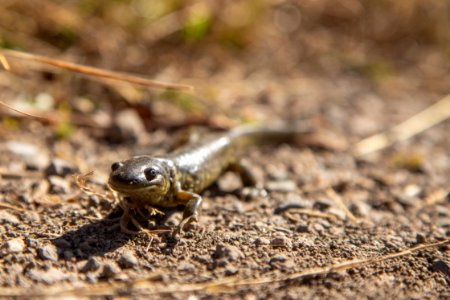 Tiger salamander, Swan Lake Flat