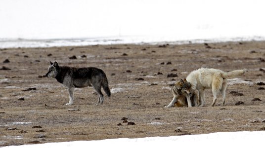 Canyon Pack wolves photo