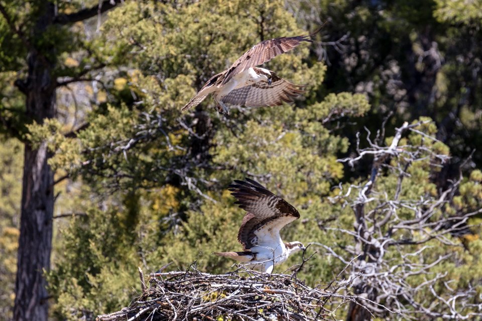 Osprey nesting along the Yellowstone River photo