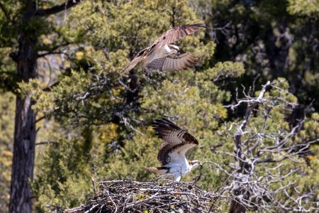 Osprey nesting along the Yellowstone River