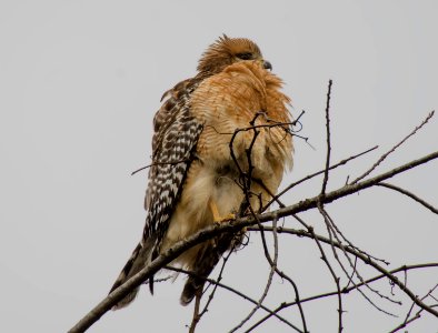 Red-Shoulder Hawk