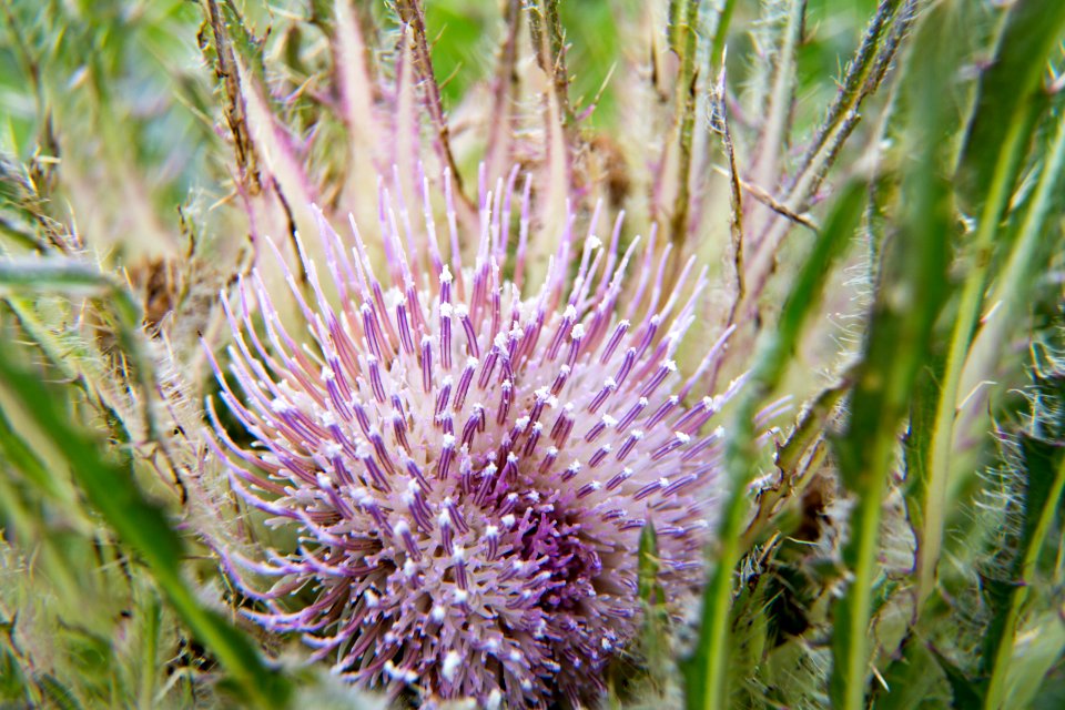 Elk thistle
