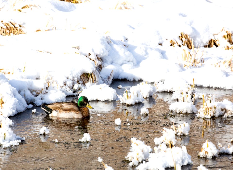 Mallard Duck in Lamar Valley