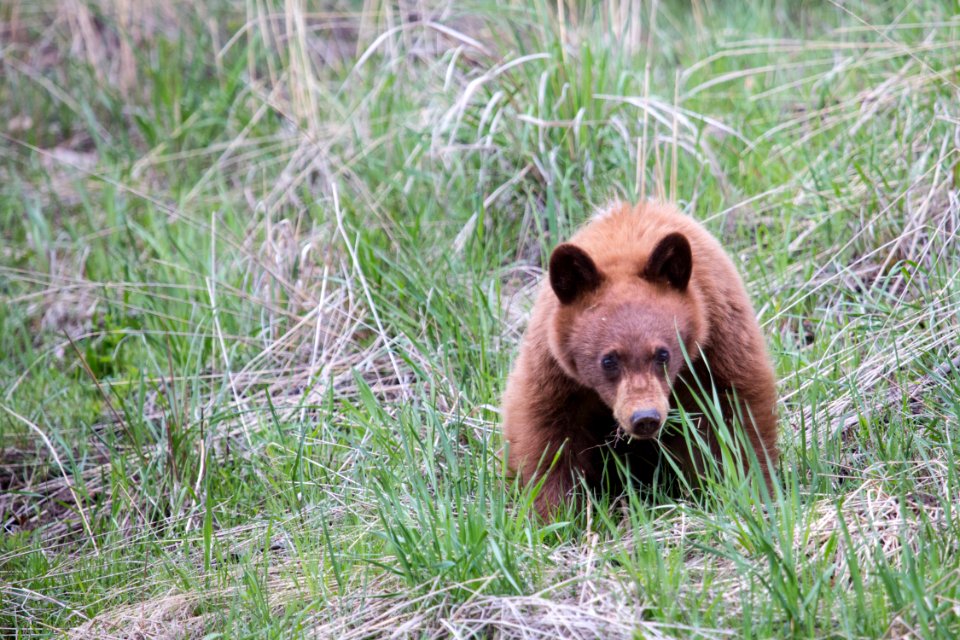 Cinnamon black bear cub photo