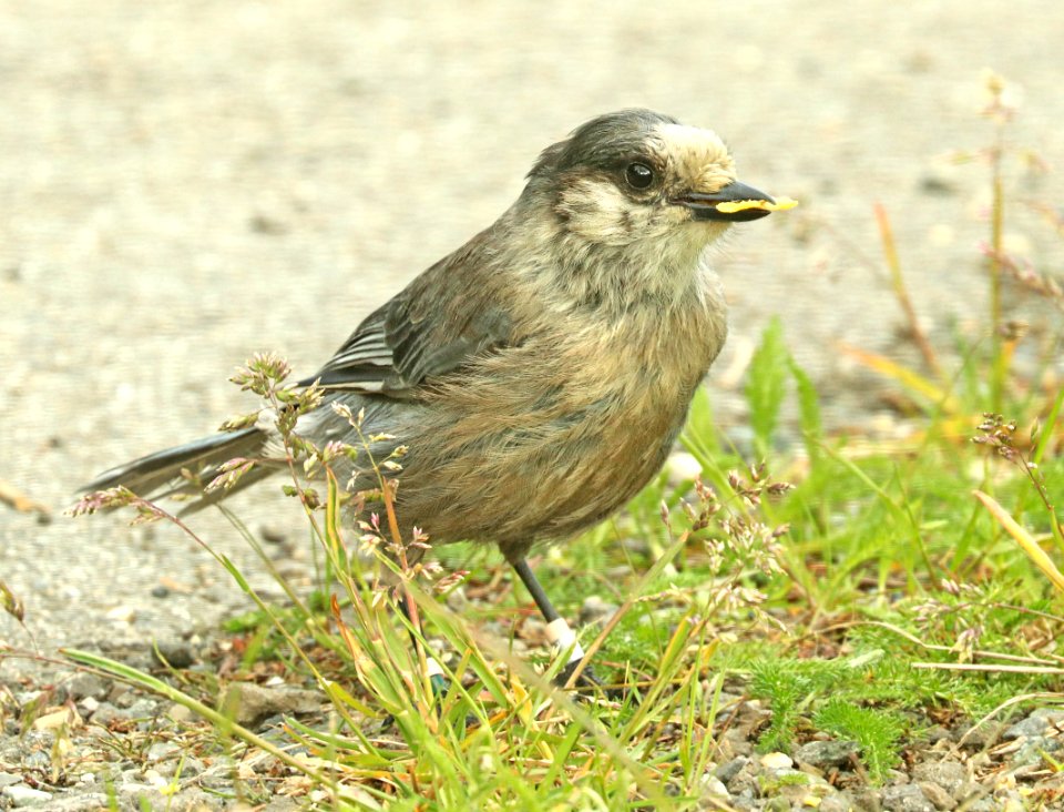 634-CANADA JAY (6-11-2019) denali park road, alaska -05