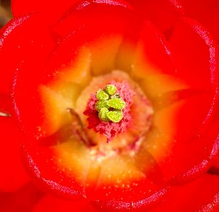 U-441 CLARET CUP CACTUS photo