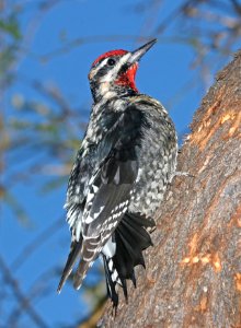 530 - RED-NAPED SAPSUCKER (2-2-2017) patagonia lake, santa cruz co, az -03