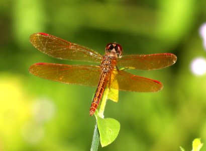 AMBERWING, SLOUGH (Perithemis domitia) (10-29-2020) hugh ramsey nature center, harlengen, cameron co, tx -06