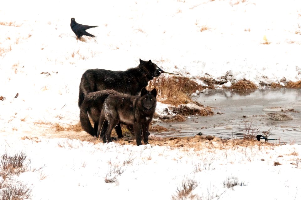 Wolves feed on a bison carcass at Blacktail Ponds
