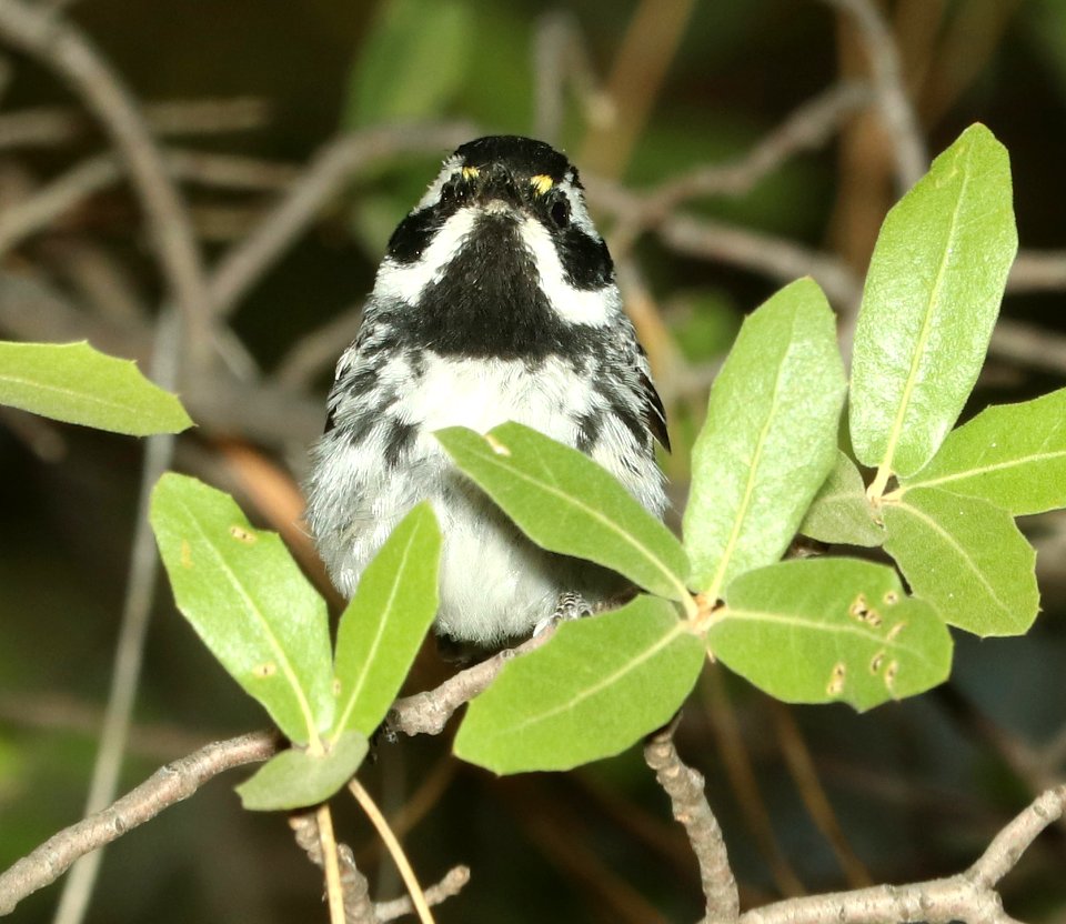 839 - BLACK-THROATED GRAY WARBLER (7-4-2018) timbercamp campground, tonto forest, gila co, az -01