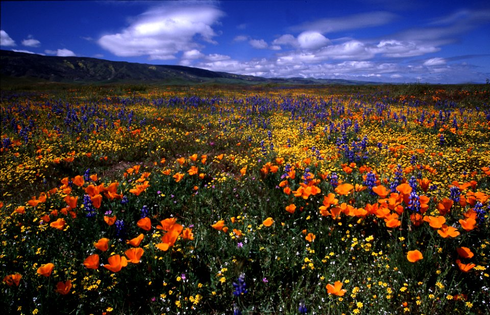 CARRIZO - Wildflowers of 05 -4