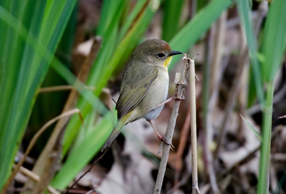 Common Yellowthroat
