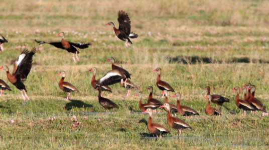 003 - BLACK-BELLIED WHISTLING-DUCK (5-8-11) rio rico ponds, scc, az