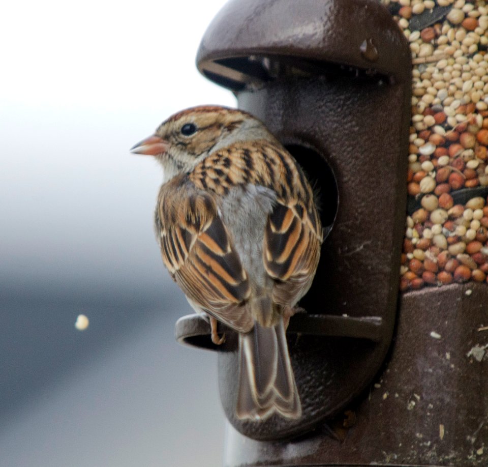 Chipping Sparrow On Feeder