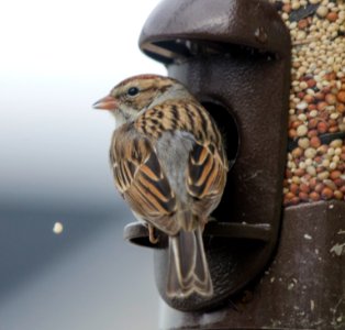 Chipping Sparrow On Feeder