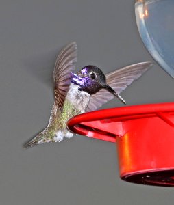 501 - COSTA'S HUMMINGBIRD (3-20-2017) 78 circulo montana, patagonia lake ranch estates, scc, az -01