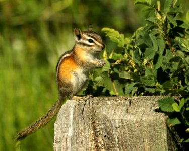 CHIPMUNK, LEAST (Tamias striatus) (7-13-2019) six mile campground, 8000 ft, medicine bow nat forest, carbon co, wy -01
