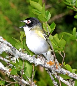 621 - BLACK-CAPPED VIREO (4-27-2017) edward's co, tx -12
