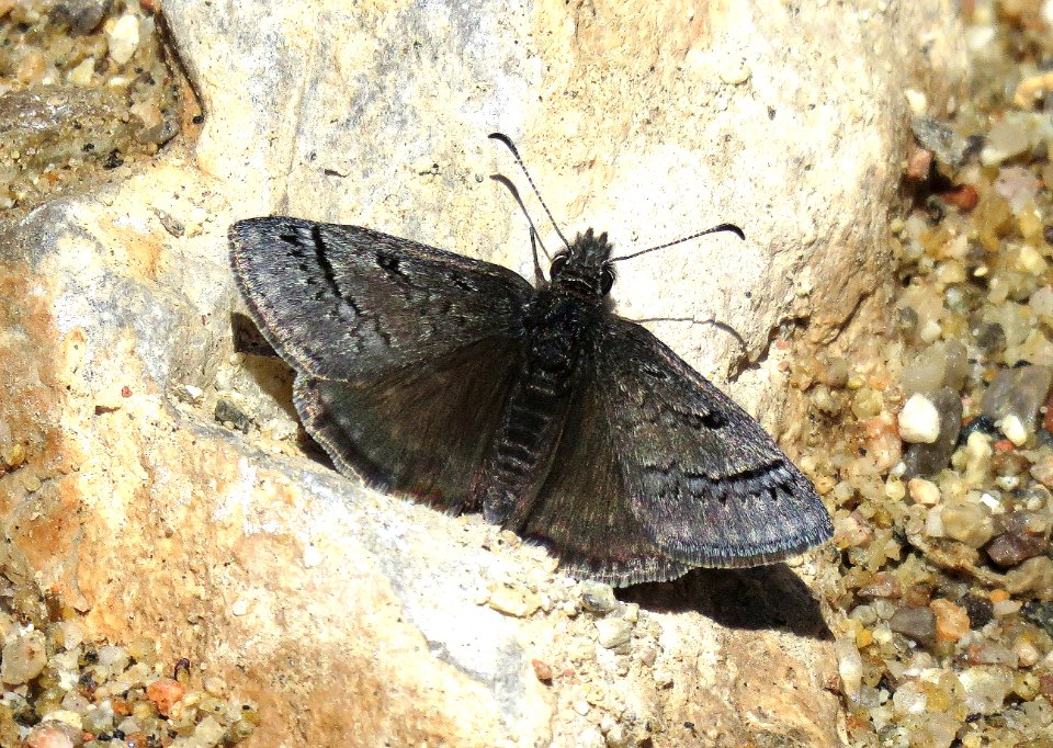 DUSKYWING, SLEEPY (Erynnis brizo) (4-2-2020) lime kiln canyon, virgin mountains, mojave co, az (1)