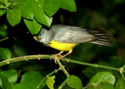 847 - CANADA WARBLER (4-26-2019) convention center, south padre island, cameron co, tx -02 photo