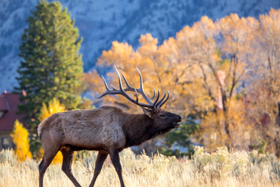 Bull elk bugling, Mammoth Hot Springs