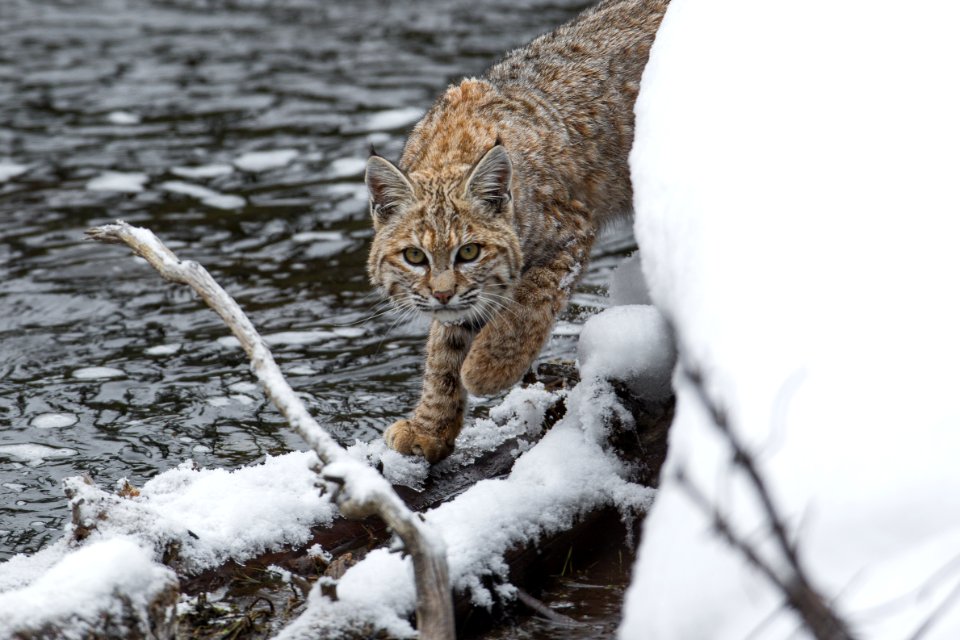 Bobcat along the Madison River